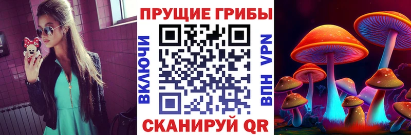это клад  Клинцы  Псилоцибиновые грибы Psilocybine cubensis 